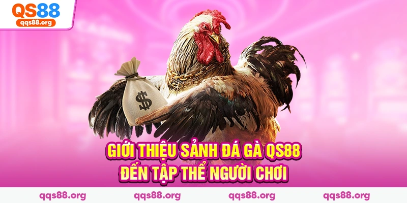 Giới thiệu sảnh đá gà Qs88 đến tập thể người chơi