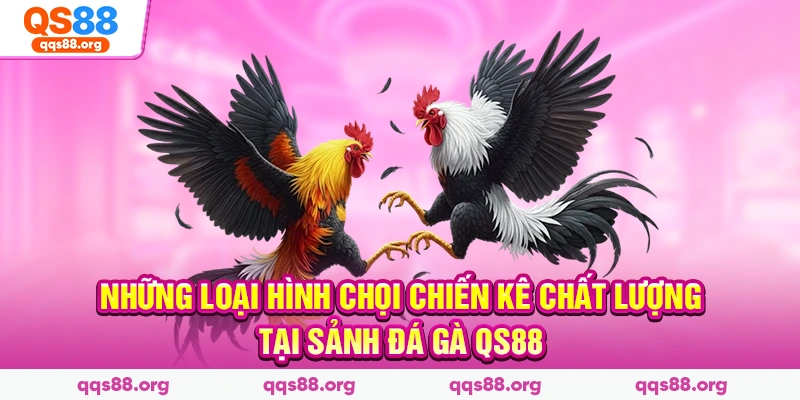 Những loại hình chọi chiến kê chất lượng tại sảnh đá gà Qs88